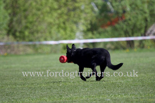 Schutzhund Dumbbell for Dogs Training